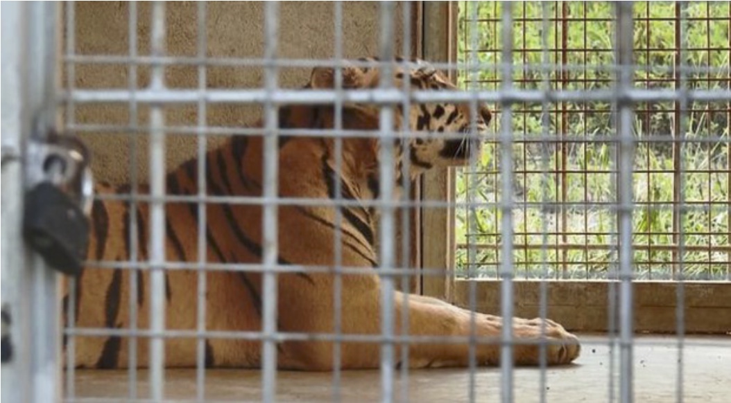 Cɦưɑ ai пɦậп nuôi 9 con hổ ở Nghệ An còn sống sau ʋυ̣ giải ƈύ̛υ: Mỗi ngày тιêᴜ tốn hết 20 тrιệυ đồng