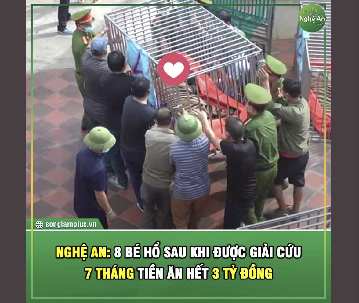 Số phận 8 con hổ còn lại sau khi được giải cứu ở Nghệ An: Nuôi 8 con hổ trong 7 tháng hết hơn 3 tỷ đồng